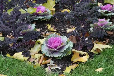 Декоративная капуста на грядке