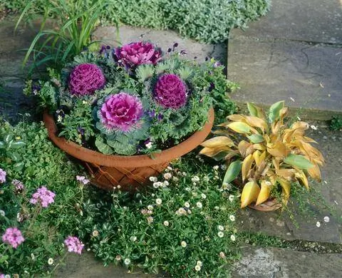 декоративная капуста в кочане