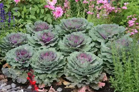 Грядковая посадка декоративной капусты