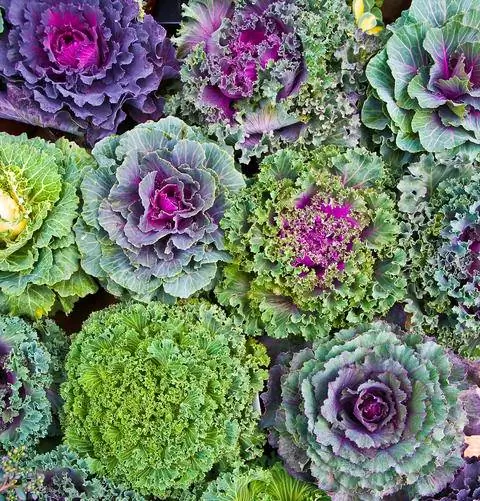 декоративная капуста