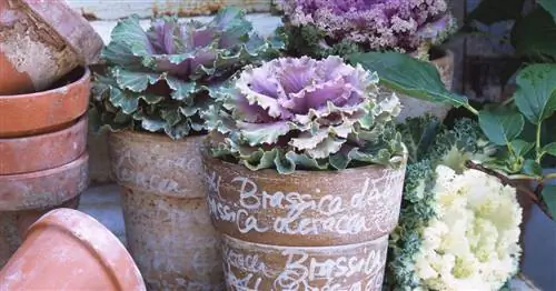 Декоративная капуста