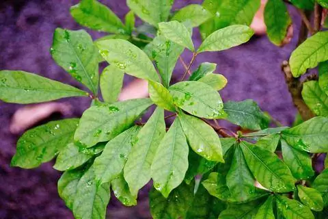 Чудо-ягодные листья