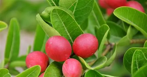 Чудо-ягода, Чудо-фрукт