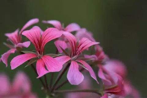 'Вилла де Пари'