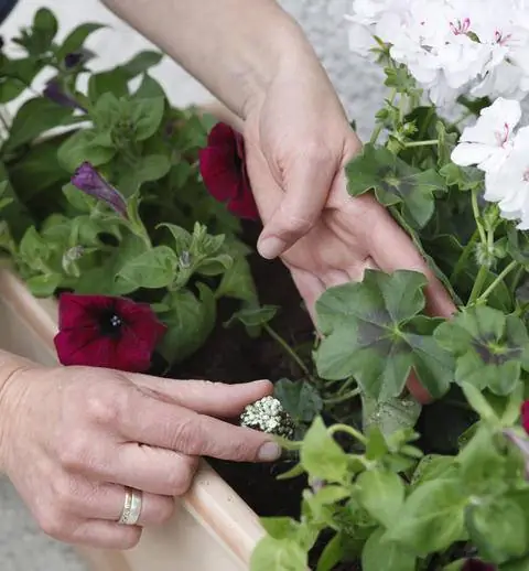 шарики удобрения