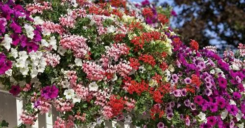 Висячая герань, плющелистная герань