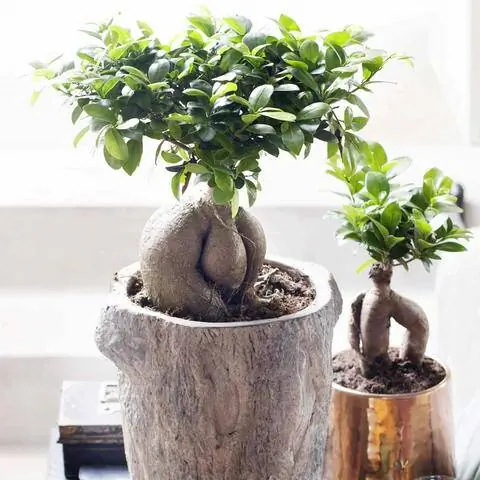 Фикус женьшень выращивают в качестве комнатного бонсай.