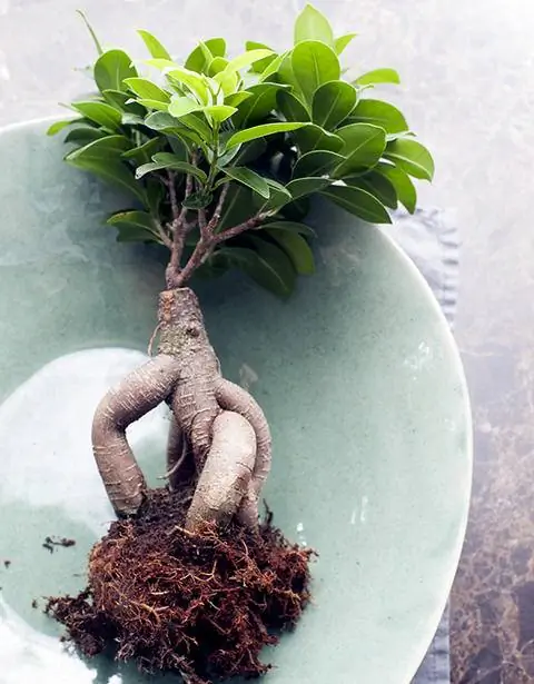 Пересадка Фикус Женьшень