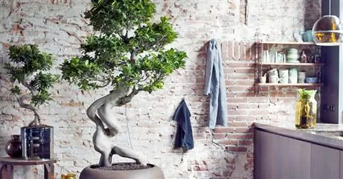 Инжир заливной, Китайский инжир