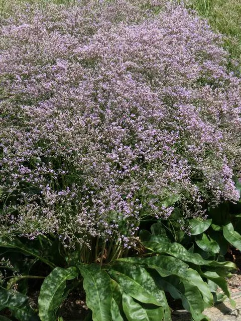 Лаванда морская широколистная (Limonium latifolium)