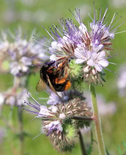Пчелиный друг с пчелой