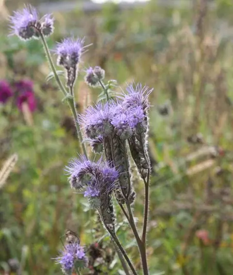 цветы фацелии