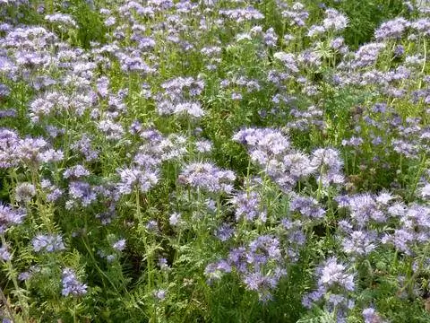 Фацелия в группе