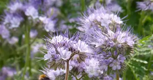 Друг пчелы, Фацелия