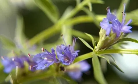 Иссоп Цветок иссопа