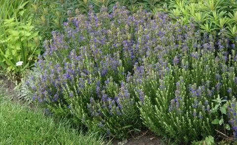 Травяная подушка с иссопом