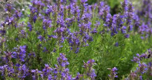 Иссоп, белянка, вербена