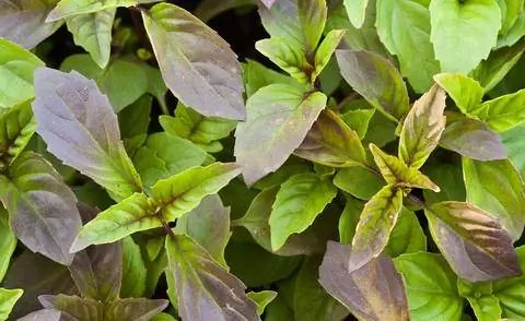 листья тайского базилика