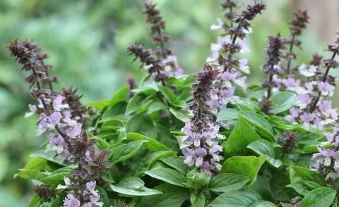 цветущий тайский базилик