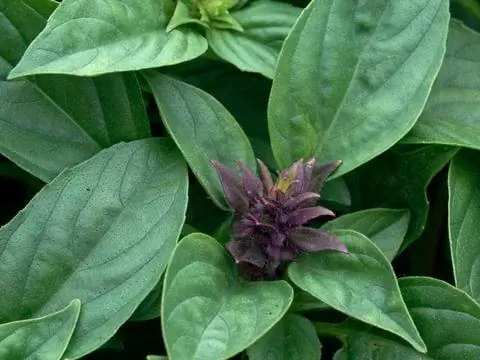 тайский базилик