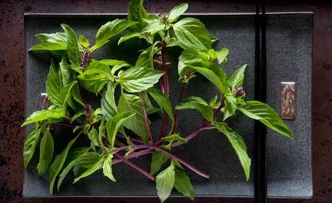 Тайский базилик готов к приготовлению