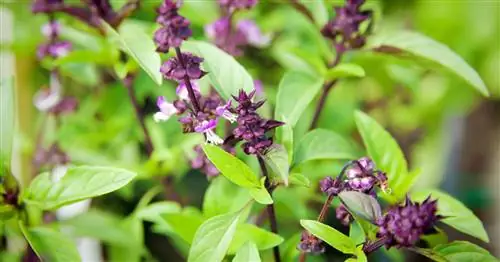 Тайский базилик