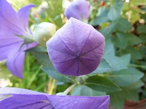 Цветочные бутоны из воздушных шаров