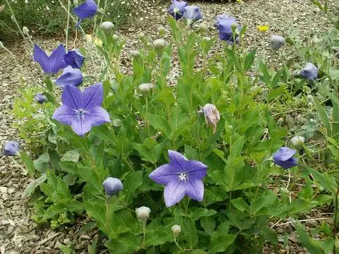 Цветок из воздушных шаров в саду