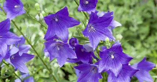 Цветок из воздушных шариков