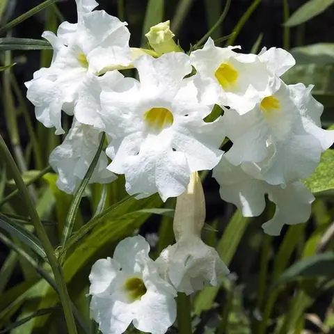 Глоксиния садовая Incarvillea delavayi 'Snowtop'