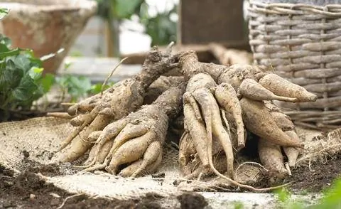 Луковичная уличная глоксиния