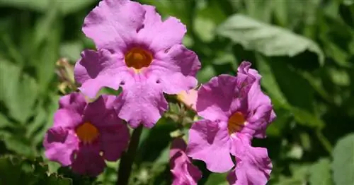 Уличная глоксиния, инкарвиллея