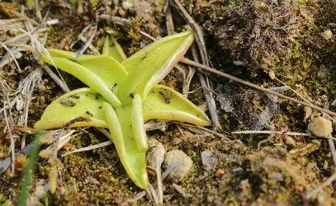 Розетка листьев жирянки