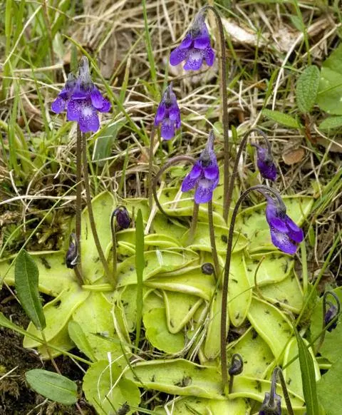 Цветы жирянки