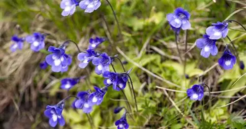 Жирянка, Pinguicula