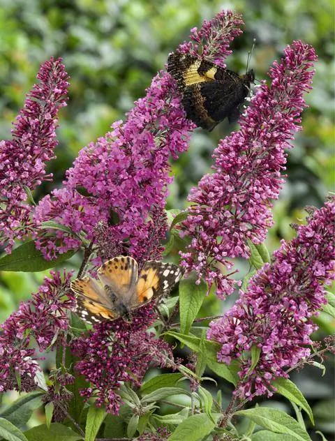 Buddleja davidii 'Pink Delight'