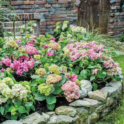 Клумба из гортензий Endless Summer