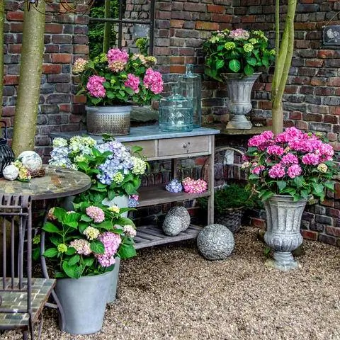 Бесконечные летние гортензии в горшках