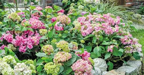 Бесконечные летние гортензии