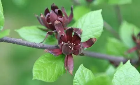 ржаво-красные цветы куста специй