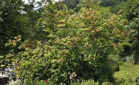 Настоящий куст специй каликантус