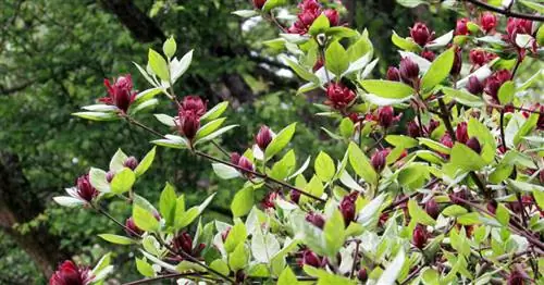 Настоящий куст специй