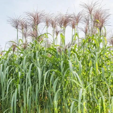 цветущий гигантский китайский тростник