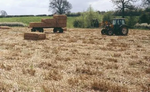 Гигантский китайский тростник как поставщик сырья для биомассы