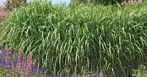 Гигантский китайский тростник, Слоновья трава