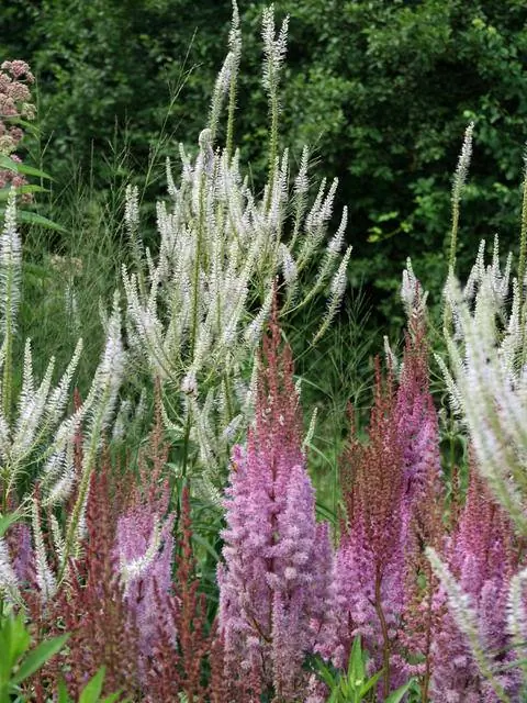 Вероника канделябров в белых и фиолетовых копьях