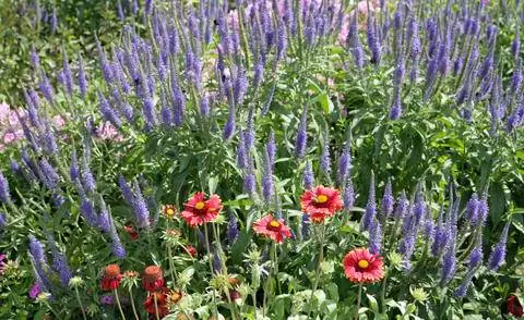 Вероника канделябра с цветком флокса и кокарды