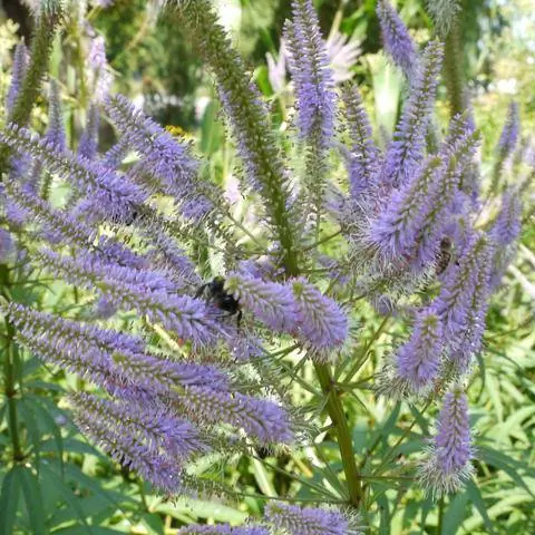 Veronicastrum virginicum 'Очарование'