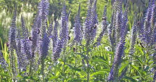 Почетный приз канделябров