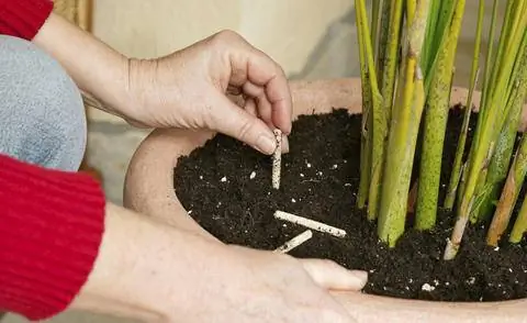 Удобрение золотой фруктовой пальмы